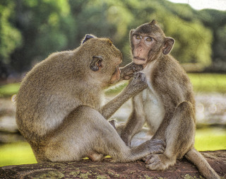 Monkeys lending a hand