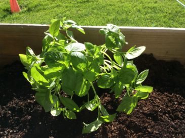 Learning to grow basil